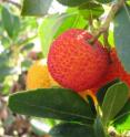 The strawberry tree leaves help to produce silver nanoparticles.