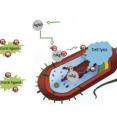 Silver ions delivered by nanoparticles to bacteria promote lysis, the process by which cells break down and ultimately die, which makes silver nanoparticles a superior and widely used antibacterial agent. New research by Rice University found that silver ions, not the particles themselves, are toxic to bacteria. They also found that ligands in the vicinity of a bacteria can bind silver ions and prevent them from reaching their target.