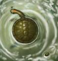 The round shape of a new species of fossil turtle found in Cerrejon coal mine in Colombia may have warmed readily in the sun. The round shape of a new species of fossil turtle found in Cerrejon coal mine in Colombia may have warmed readily in the sun.
