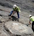 Paleontologists unearth the carapace of the giant turtle, Puentemys, which lived 60 million years ago in a hot tropical forest environment. Paleontologists unearth the carapace of the giant turtle, Puentemys, which lived 60 million years ago in a hot tropical forest environment.