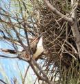 A highly social chestnut-crowned babbler near a nest: A new study has found that when non-breeding individuals help to raise young members of their group, they are far more likely to work harder to feed close relatives than to help more distant kin.