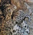 This is a  snow leopard mother and cub in a den in Mongolia.