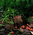 This is a squirrel-like agouti with orange fruit from the black palm tree, which contains large seeds.