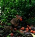 An agouti nibbles on orange fruit from the black palm tree, which contains large seeds.