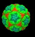 This is a surface rendering of the common cold virus.