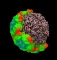 Cut away view of the common cold virus show the RNA interior