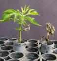 Purdue scientists found that soil microbes may play a role in how those weeds react to the popular herbicide glyphosate. Here, glyphosate-susceptible biotypes of giant ragweed react differently to the herbicide. The plant on the left is in sterilized field soil void of microbes, while the plant on the right is in unsterilized soil.