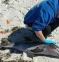 For the past two years, scientists have been trying to figure out why there were a high number of dolphin deaths, part of what's called an "unusual mortality event" along the northern Gulf of Mexico. What they found was a perfect storm.