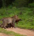 The leopard in this recent dramatic photograph has been linked to a  camera trap image eight years ago taken in India.