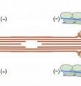 This is a schematic representation of the sarcomere. The z line is depicted in black, myosin in green/gray, actin in red and tropomyosin in blue.