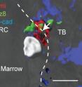 A quiescent hematopoietic stem cell (white) engages in a molecular dialog with a preosteoblast (blue). The communication takes place via Flamingo (shown in red) and Frizzled (green), which are found at the interface between the two.