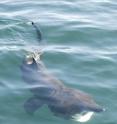 New research suggests the number of basking sharks recorded in Britain’s seas could be increasing, decades after being protected from commercial hunting in the late 20th century. This images features a basking shark feeding.