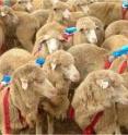 Many animals spend time together in large groups not because they enjoy each other's company, but rather because it lowers their own chances of being eaten should an uninvited guest arrive on the scene -- or so the theory goes. Now, researchers who have strapped GPS-enabled backpacks to flocking sheep and a herding dog provide some of the first hard evidence that this "selfish herd theory" is true. The findings appear in the July 24 issue of <i>Current Biology</i>, a Cell Press publication.