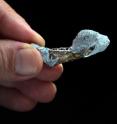 This photo shows the fossilized jaw of the oldest chinchillid rodent, <i>Eoviscaccia frassinettii</i>, which is related to the modern chinchilla.