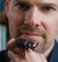 This is University of Montana evolutionary biologist Doug Emlen with a Japanese rhinoceros beetle.
