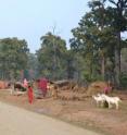 This shows a tiger in Nepal's Chitwan National Forest.