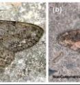 Fig. 1 shows two species of moths that, according to the recent study of evolutionary biologists from Seoul, “know” how to find a spot on a tree bark to become invisible to predators: (a) – <i>Hypomecis roboraria</i>; (b) – <i>Jankowskia fuscaria</i>.