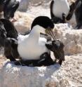 Imperial cormorants from Punta León in Argentina.