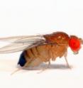 <i>Drosophila yakuba</i> is one of several fruit fly species whose DNA appears to harbor genetic material from a virus, according to a new University at Buffalo study.