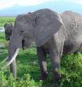 African elephants are in Amboseli National Park.