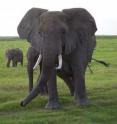 African elephants are in Amboseli National Park.