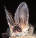This is a grey long-eared bat. This is a grey long-eared bat.
