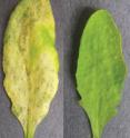 The Salk researchers infected two lines of plants with a bacteria to determine whether methylation, a type of epigenetic chemical modification to DNA, plays a role in a plant's response to stress.
 
The leaf on the left, taken from a normal plant five days after infection, shows disease systems. The leaf on the right, taken from a mutant plant incapable of methylation, shows no signs of disease, suggesting that methylation functions in stress responses.