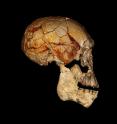 The KNM-ER 1470 cranium, discovered in 1972, combined with the new lower jaw KNM-ER 60000; both are thought to belong to the same species. The lower jaw is shown as a photographic reconstruction, and the cranium is based on a computed tomography scan.