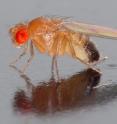 This is the fruit fly <i>Drosophila melanogaster</i>.