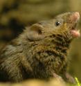 Singing mice are native to the tropical cloud forests of Costa Rica.