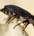 Young virgin female hide beetles (<i>Dermestes maculatus</i>) are attracted to cadavers by a combination of cadaver odor and male sex pheromones.