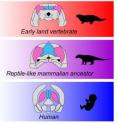 This image shows the evolution of interparietal and tabular bone in early land vertebrae, reptile-like mammalian ancestors and humans. The blue-colored bone is the interparietal, the pink one the tabular bone.