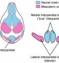 The blue-colored bone is the interparietal, the pink one the tabular bone.