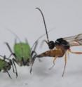 A parasitic wasp attacks an aphid in the first study to prove the theory that the extinction of one predator can lead to the extinction of another.