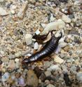 This is a  male maritime earwig with asymmetric weapons on the beach.
