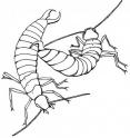 This drawing depicts two earwigs fighting.   The more curved (right) forcep is grasping the top of the opponent's abdomen, which is typical during a fight.