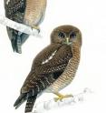 Two new species of owls have been discovered in the Philippines, and an MSU researcher played a key role in confirming their existence. (Top left: Cebu Hawk owl. Bottom right: Camiguin Hawk owl.)