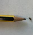 This is the mudsnail <i>Potamopyrgus antipodarum</i>, next to a pencil head for scale.