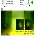 A simulation of 16 prey was projected (A, green arrow) onto a screen opposite the area from which a bluegill was released. Once the simulation began the individual prey would swim and form groups spontaneously based on three encoded traits -- a tendency to be attracted to, swim in the same direction as, or ignore nearby individuals. The bluegills preceded each attack with a characteristic "hovering" behavior that allowed the researchers to approximate the time the fish took to make a targeting decision before striking (B, inset).