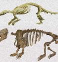 Fig. 2. This shows skeletons of Chinese pangolin (<i>Manis pentadactyla</i>) (top) and <i>Ernanodon antelios</i> (bottom) from China. Specimens are not to scale. (Manis – Wikimedia commons – free use; <i>Ernanodon</i> © Peter Kondrashov)