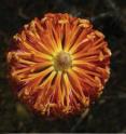 This is a flower of the new scpecies, <i>Banksia neoanglica</i>.