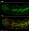 DGAT2 (shown in red) and FATP1 (shown in green) regulate the size of lipid droplets to accommodate increased amounts of intracellular fat.