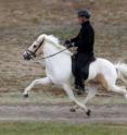 A photo of an Icelandic Horse in flying pace.