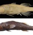 This composite image shows <i>Typhleotris pauliani </i>(top), a previously known species of Malagasy cave fish, and the newly discovered pigmented species (bottom).