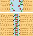 If the distance between membranes is less than around one nanometer, the influence of lipid molecules prevails: At small distances they block each others’ mobility (image below).