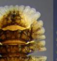 This image shows the top (left) and bottom (right) views of the head end of one of the new <i>pyrgodesmid</i> species. This millipede is only 1.3 mm wide.