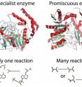 Enzymes are often thought to be specific, catalyzing only one reaction in a cell (left). However, some more promiscuous enzymes have many functions and catalyze many reactions in a cell. This study shows that promiscuous enzymes play a larger part in cell growth than previously thought.
