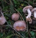 A new fungal species, called <I>Hebelomagriseopruinatum</I>, has now officially been included in the list of species. The fungus, whose name can be translated into "the gray-dewy tear leaf," was discovered on Zealand in Denmark.