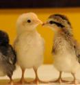 Three eighth generation advanced intercross siblings, demonstrating the extreme variation present in a cross between red jungle fowl and domestic chicken. LiU researchers have in this study discovered two 'pleiotropic' genes that influence both comb size and bone mass, and thereby also egg production.