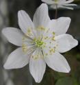 Wild-type <i>Thalictrum</i> used in the study have blossoms with stamens, carpels and other organs for sexual reproduction and seed making.